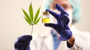 Nuevo proyecto de ley para desarrollar la producción de cannabis medicinal y cáñamo industrial
