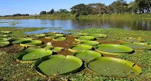 Bill on minimum environmental standards for the protection of wetlands