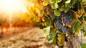 El Instituto Nacional de Vitivinicultura registró la indicación geográfica Vistalba para vinos