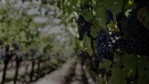 Se registra una nueva indicación geográfica para vinos