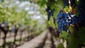 Una indicación geográfica más para vinos