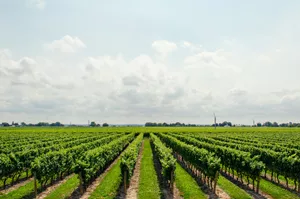 Sijan Joins Argentina’s Wine Map