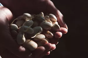 Derechos de obtentor: llega un nuevo control varietal